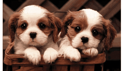 puppyfriends.gif (47994 bytes)